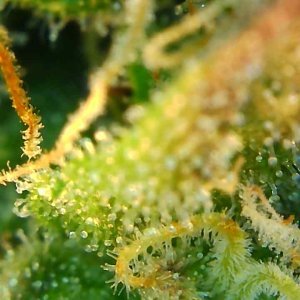 Trichomes 12-20-19 (3).jpg