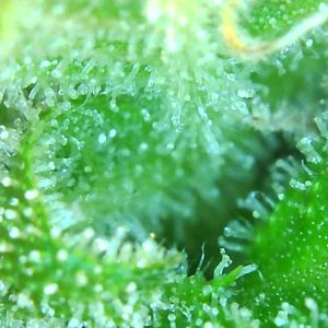 Trichomes 12-20-19 (4).jpg