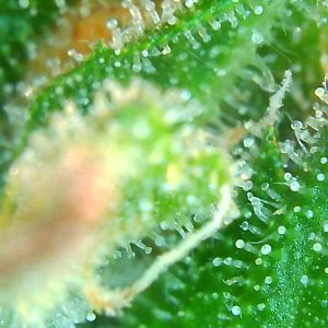 Trichomes 12-20-19 (5).jpg