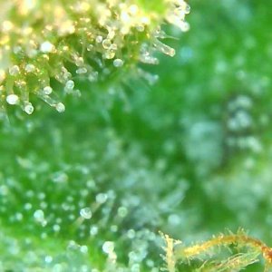 Trichomes 12-20-19 (6).jpg