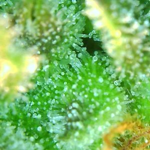 Trichomes 12-20-19 (7).jpg