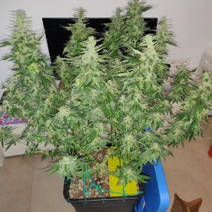 GG Day 48 of flower 1.jpg