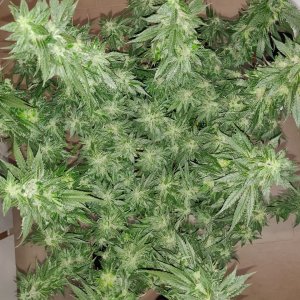 GG Day 48 of flower 3.jpg