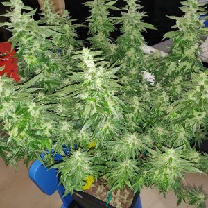 GG Day 48 of flower 5.jpg