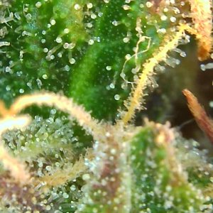 Trichomes 12-23-19 (1).JPG