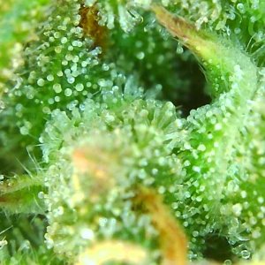 Trichomes 12-23-19 (2).JPG