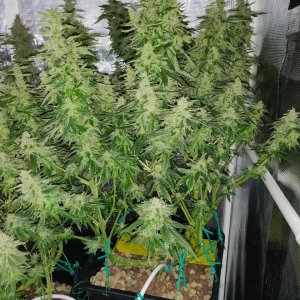 GG Day 53 of flower 1.jpg