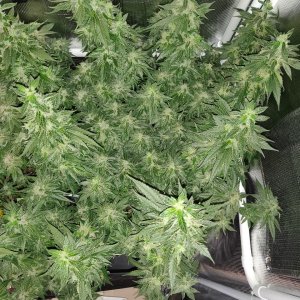 GG Day 53 of flower 4.jpg