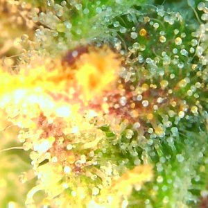 Trichomes 12-26-19.JPG