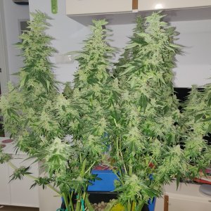 GG Day 55 of flower 1.jpg