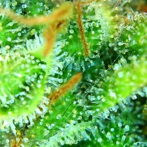 12-29-19 Trichomes (1).JPG