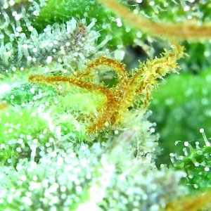 12-29-19 Trichomes (3).JPG