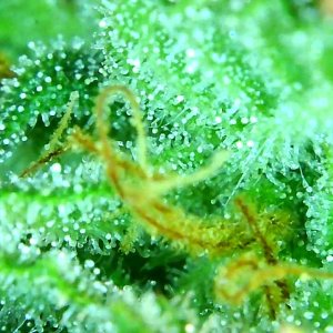 12-29-19 Trichomes (4).JPG