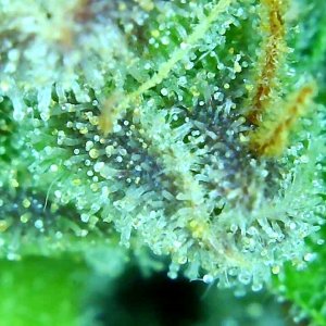 12-29-19 Trichomes (5).JPG