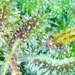 12-29-19 Trichomes (6).JPG