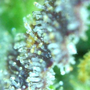 12-29-19 Trichomes (7).JPG