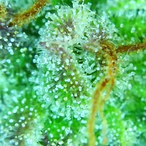 12-29-19 Trichomes (8).JPG