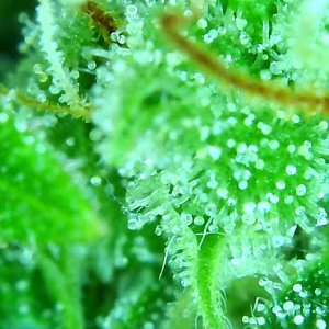 12-29-19 Trichomes (10).JPG