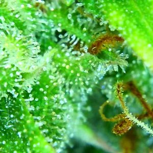 12-29-19 Trichomes (12).JPG