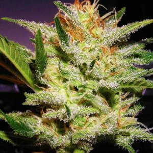 amnesia-haze-feminized.jpg