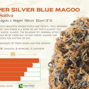 Yerba-Buena-Cannabis-Oregon-Super-Silver-Blue-Magoo-Strain.jpg