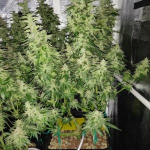 GG Day 59 of flower 1.jpg