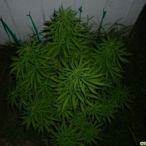 Aug_29th_Big_Seed_Plant