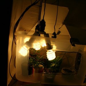 veg_chamber1