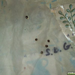 germinating seeds