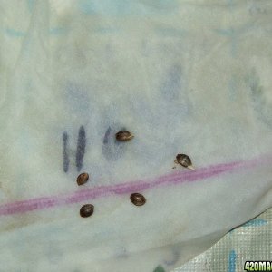 germinating seeds