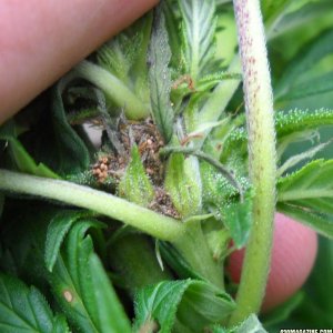 Woodsman Outdoors 8-30 Results_of_stem_borer_attach_on_tiny_bud