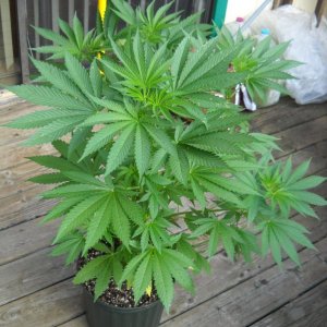 Woodsman Outdoors 8-30 Bubba_Kush