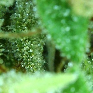 1-4-20 Trichomes (short-1).JPG