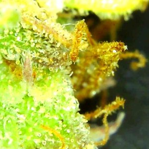 1-4-20 Trichomes (short-2).JPG