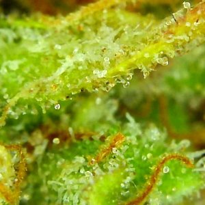 1-4-20 Trichomes (short-3).JPG