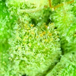 1-4-20 Trichomes (short-4).JPG