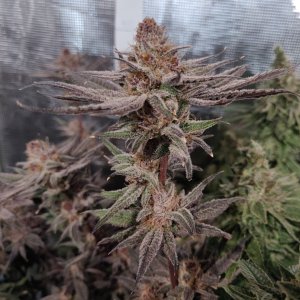 AP Day 64 of flower 6.jpg