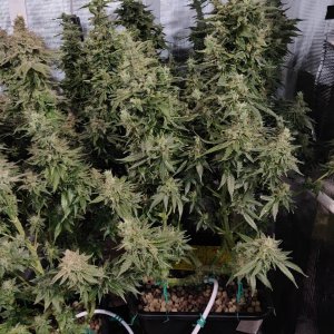 GG Day 64 of flower 1.jpg