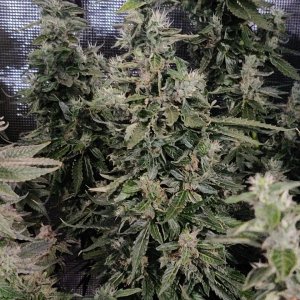 GG Day 64 of flower 4.jpg