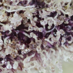 Purple-Trichomes-Inner.jpg