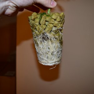 Day 17-1 Veg Roots.JPG