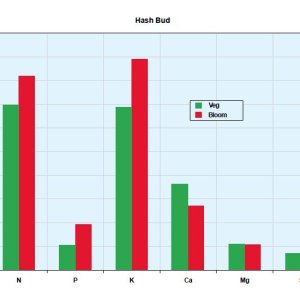 hash bud plant analysis.JPG