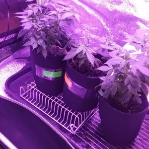 Pot pics - the girls 9 days here.jpg