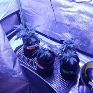 Pot pics - Jan 13.jpg