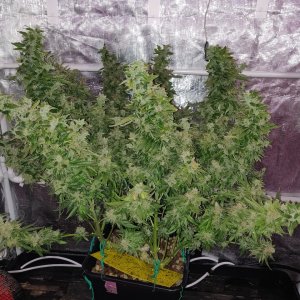 GG Day 79 of flower 1.jpg