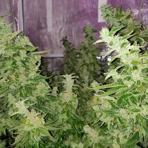 GG Day 79 of flower 4.jpg