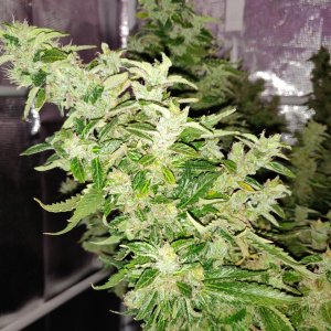 GG Day 79 of flower 5.jpg