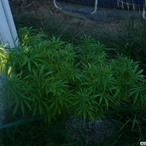 Sept_1st_Big_Plant1