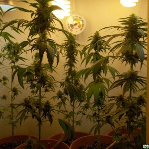 Indoor Grow