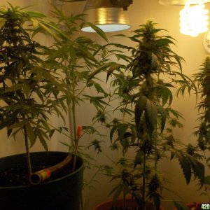 Indoor Grow